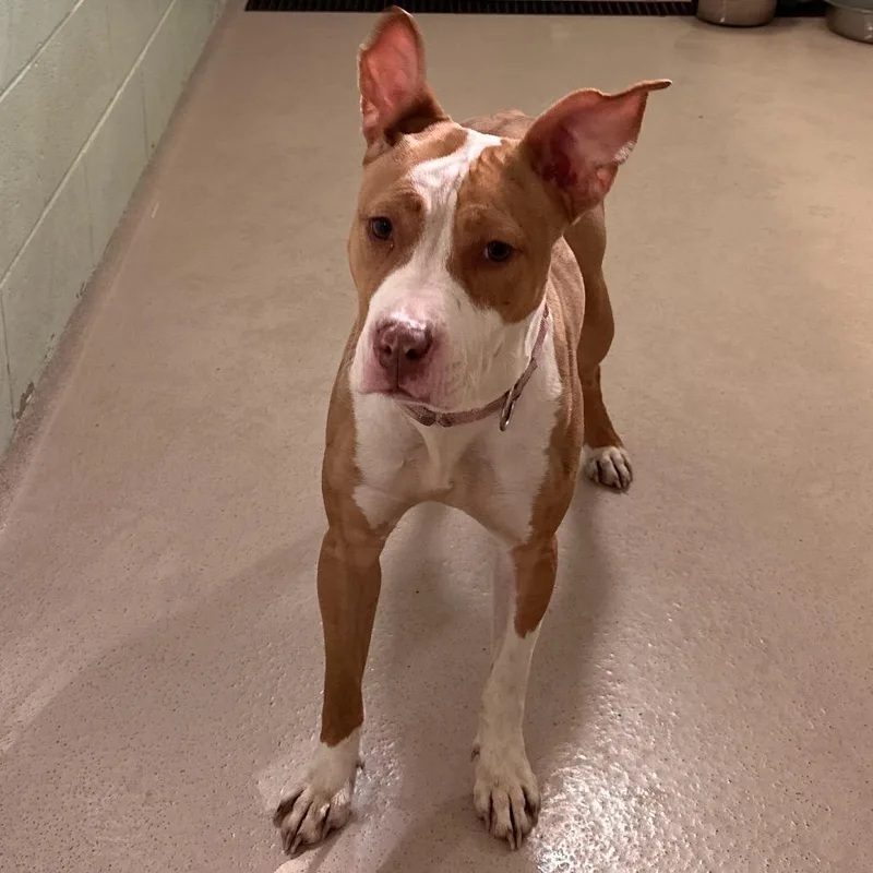An adult medium-sized female White / Cream Pit Bull Terrier dog named Bunny for adoption in Newark, NJ
