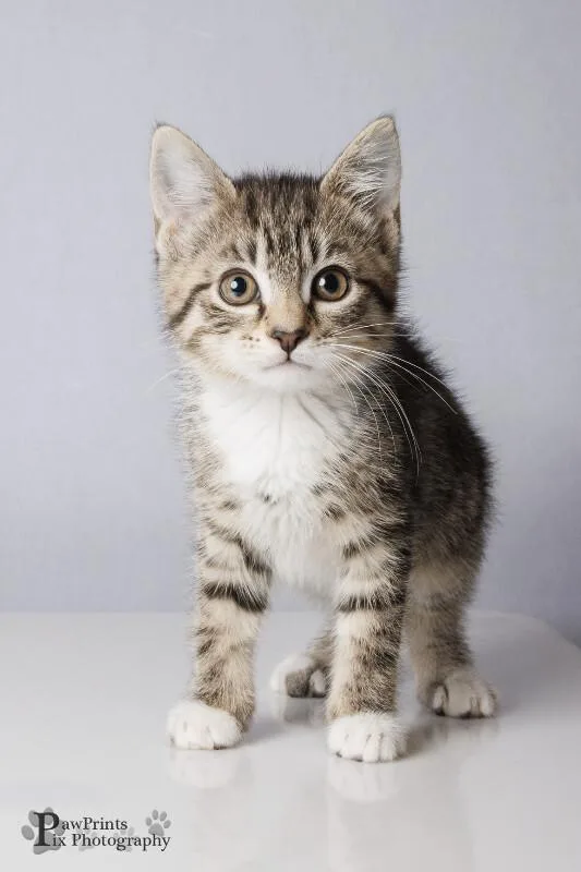 A baby medium-sized female Tabby (Gray / Blue / Silver) Domestic Short Hair cat named Smoke for adoption in Maryville, TN