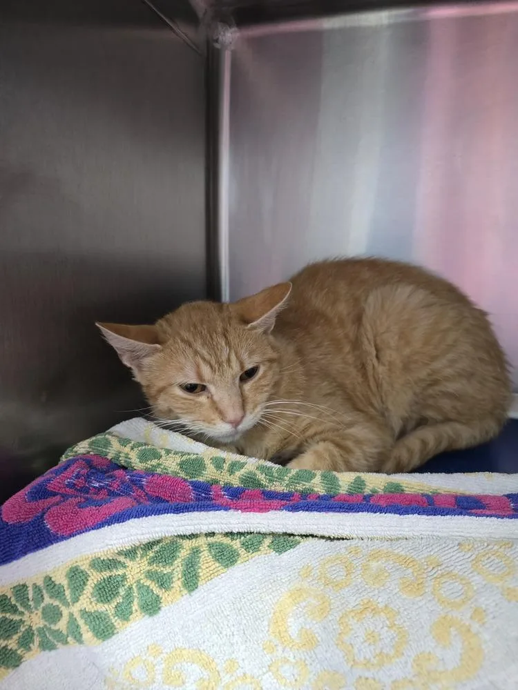 An adult small-sized male Tabby (Orange / Red) Domestic Short Hair cat named Von Maur for adoption in Evansville, IN