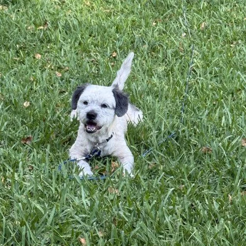 Wilbur thumbnail 5