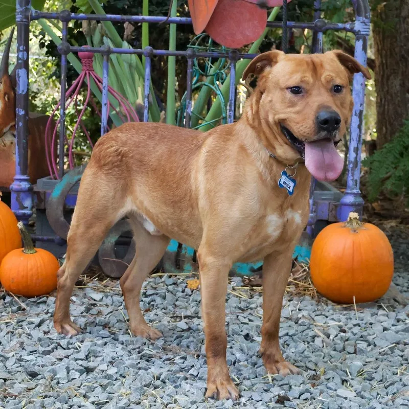 A young large-sized male Red / Chestnut / Orange Labrador Retriever dog named Bruce for adoption in Wake Forest, NC