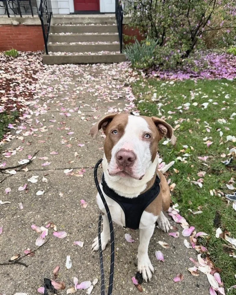 A young large-sized male Bicolor Mixed Breed dog named Reggie for adoption in Blue Island, IL