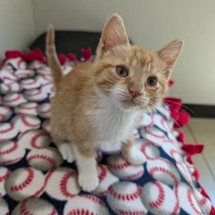 A baby small-sized female Tabby (Orange / Red) Domestic Short Hair cat named Kit for adoption in Rochester, MN