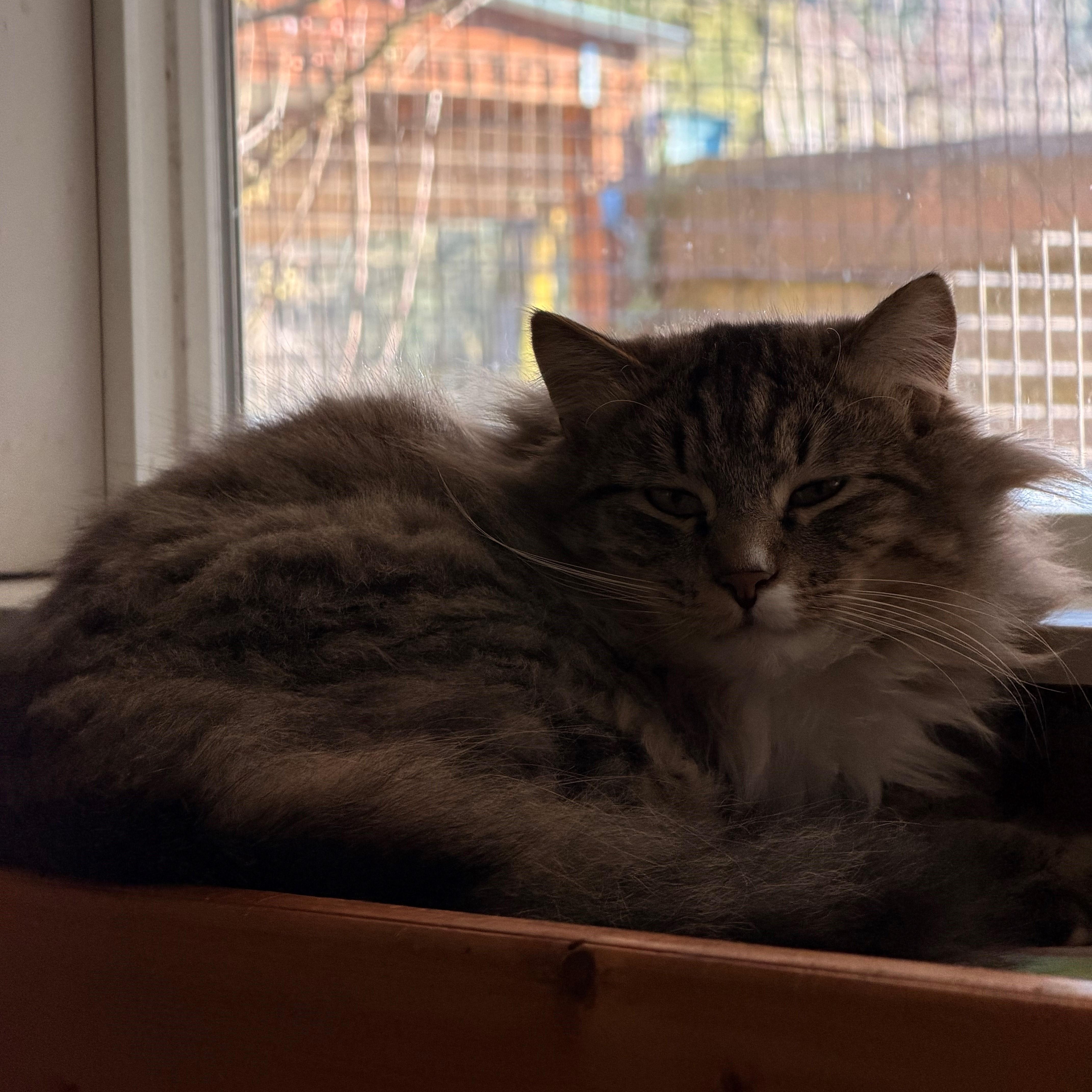 Tabby Two ✌ thumbnail 2