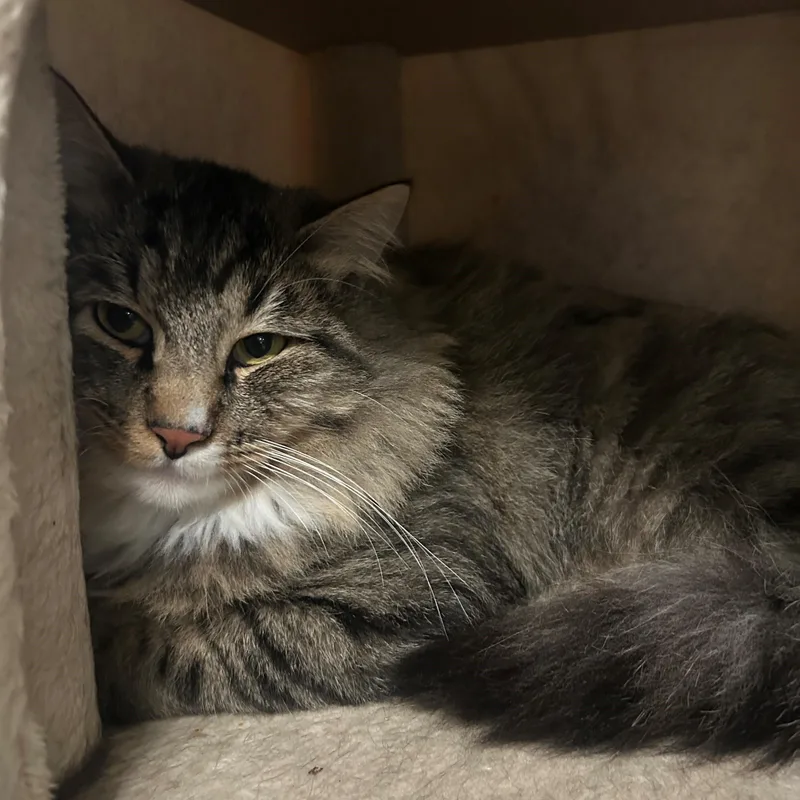 Tabby Two ✌ thumbnail 4