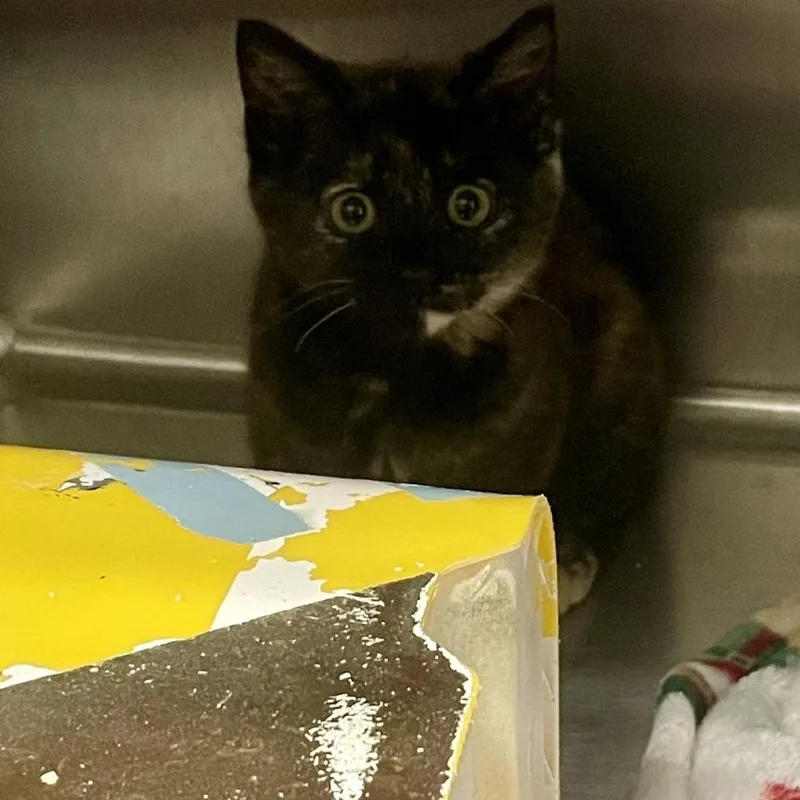 A baby small-sized female Tortoiseshell Domestic Short Hair cat named Prout for adoption in Rocky Mount, VA