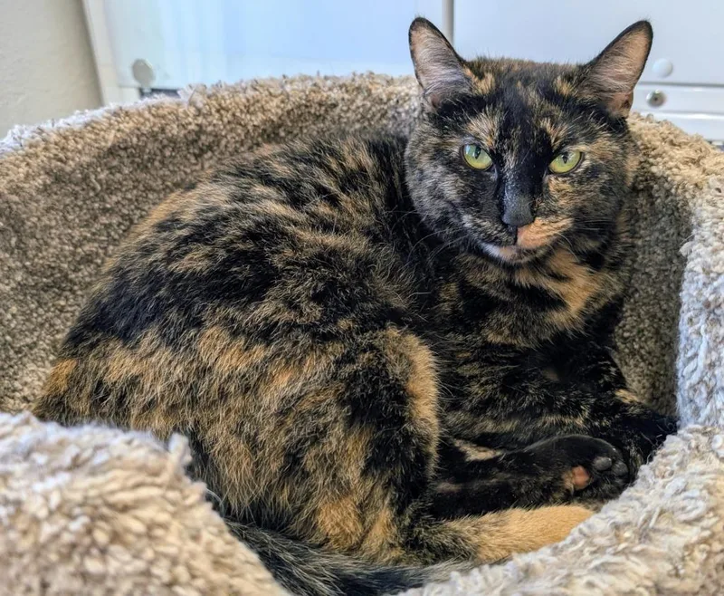 A young medium-sized female Domestic Short Hair cat named Mama Alice for adoption in Peoria, AZ