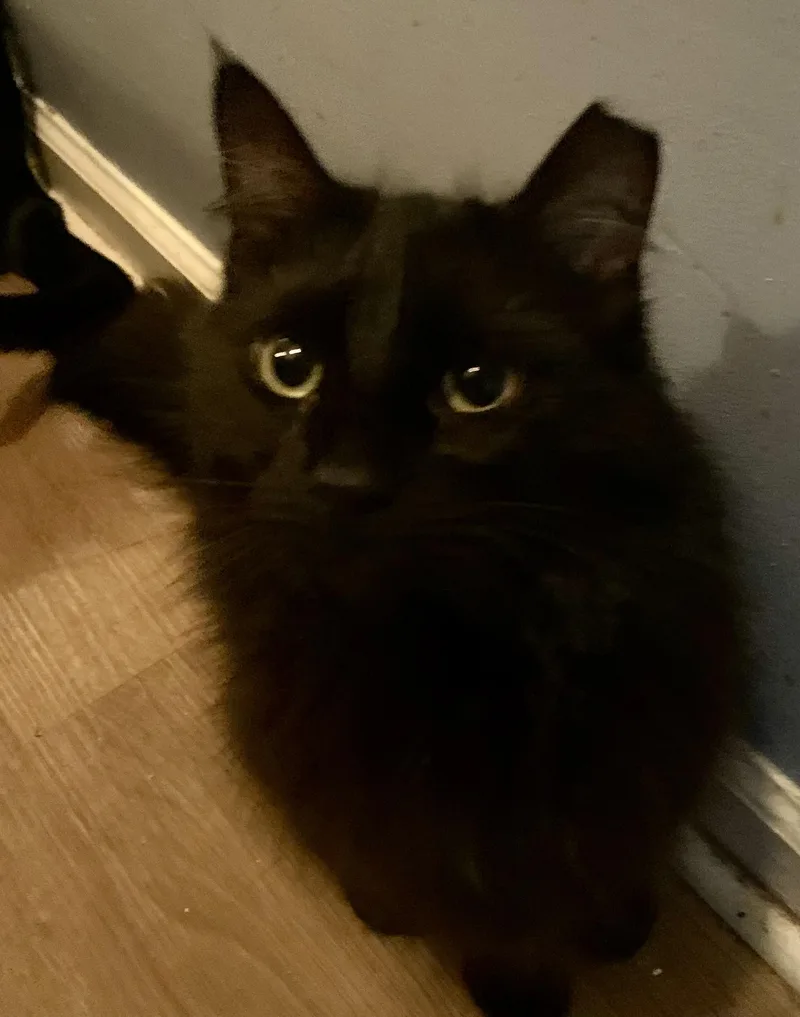 Miss Diva thumbnail 2