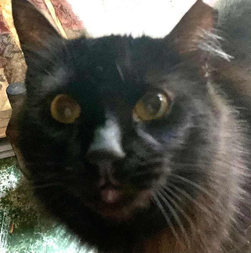 Miss Diva thumbnail 3