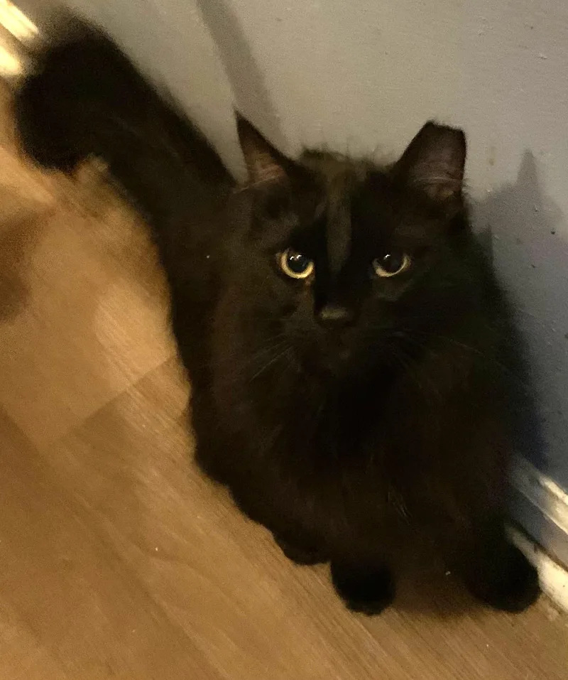 Miss Diva thumbnail 4