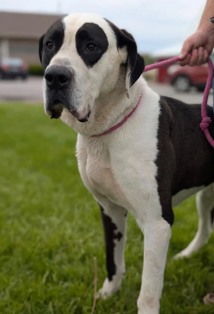An adult extra large-sized male Great Dane dog named Bruce for adoption in Defiance, OH