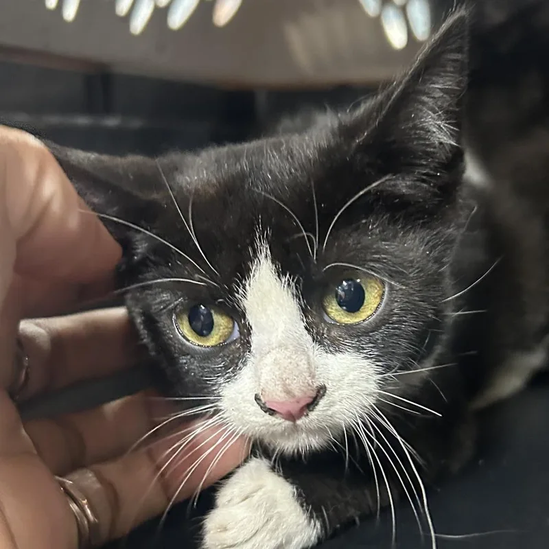 A baby small-sized female Black Domestic Short Hair cat named Rene for adoption in Newark, NJ