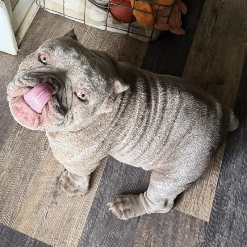 Kronk