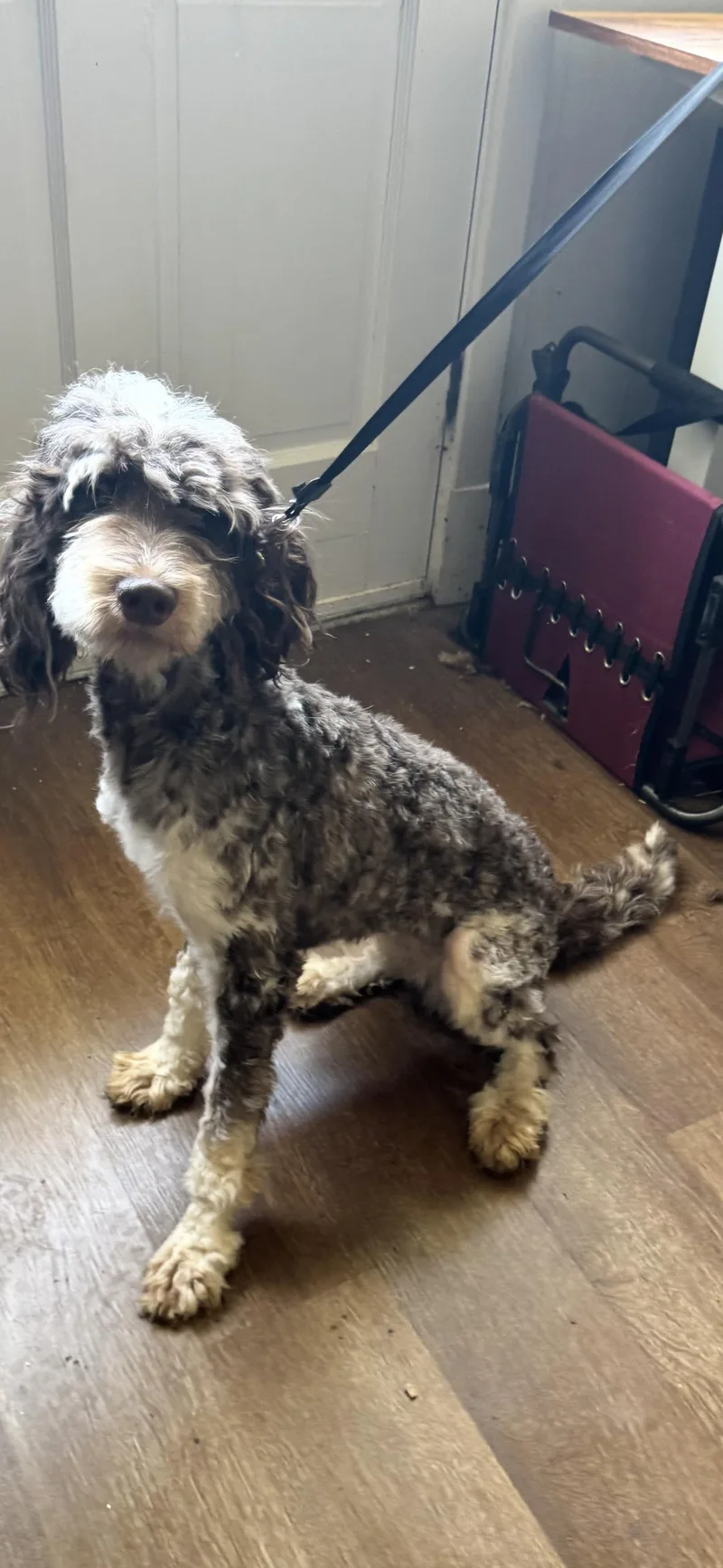 A baby medium-sized female Gray / Blue / Silver Poodle dog named Bailey for adoption in Alexandria, LA