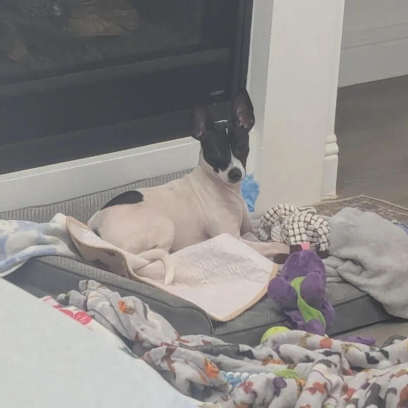 A baby small-sized male Black Rat Terrier dog named Jackson for adoption in Dallas, TX