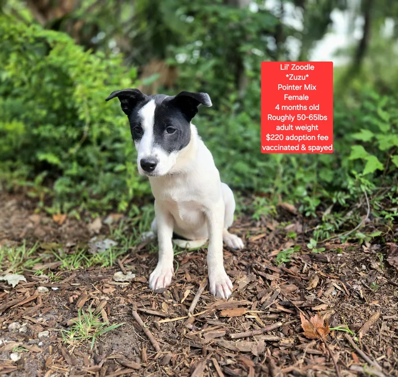 A baby medium-sized female Pointer dog named Lil Zoodle for adoption in Oviedo, FL