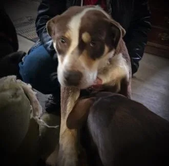 Lady Dog