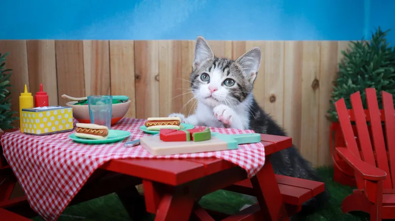 A baby medium-sized female Tabby (Brown / Chocolate) Tabby cat named Zinnia for adoption in Parker, TX