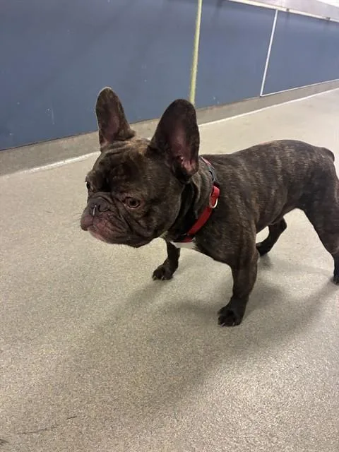 An adult small-sized male French Bulldog dog named Bingo for adoption in Miami, FL