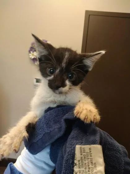 A baby small-sized male Domestic Short Hair cat named Turbo for adoption in Palm Coast, FL
