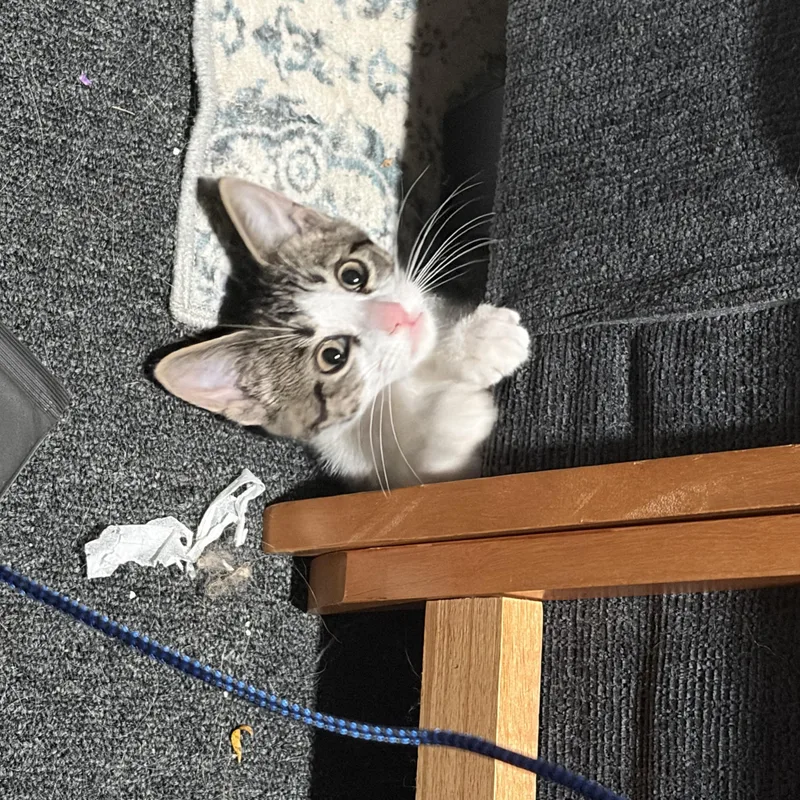 Pepper thumbnail 2