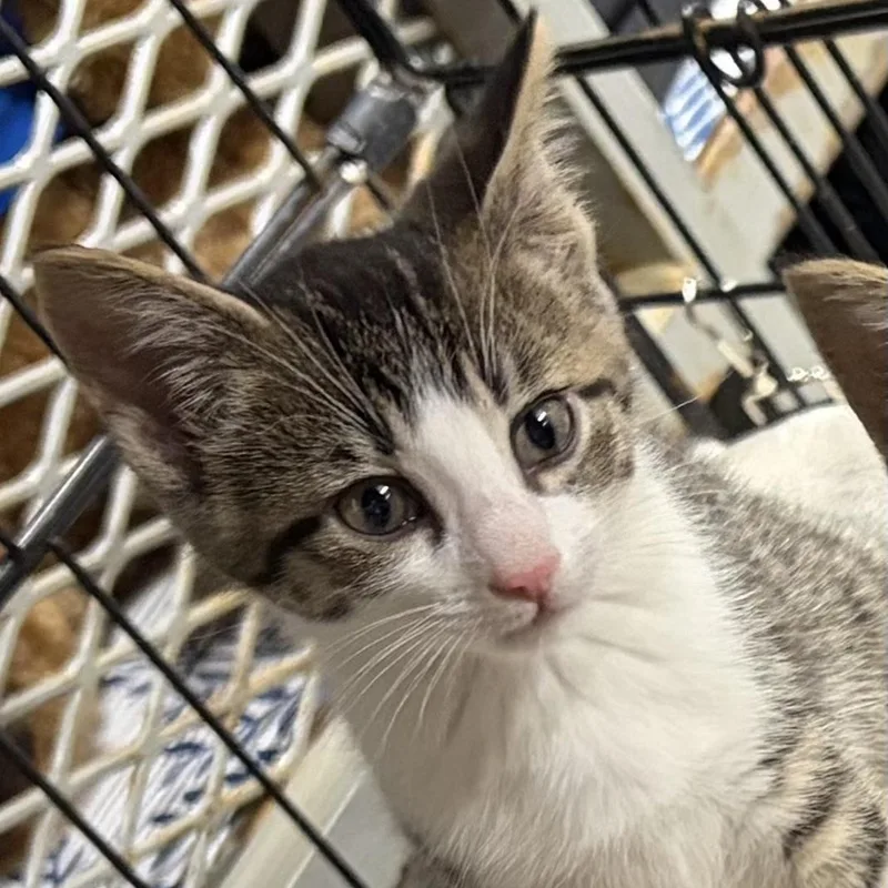 Pepper thumbnail 4