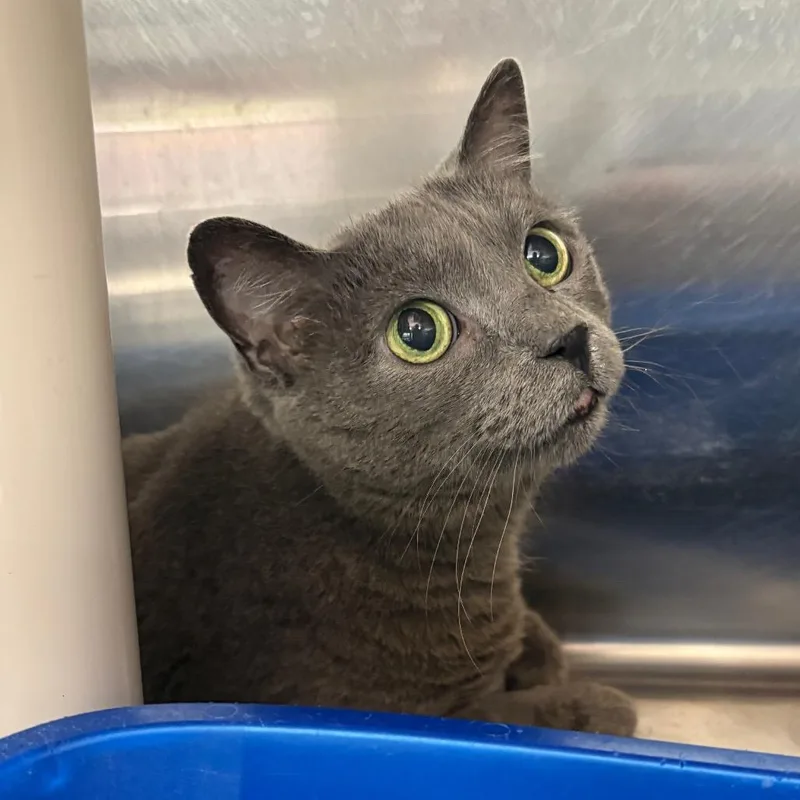 A senior large-sized female Gray / Blue / Silver Domestic Short Hair cat named Hannah for adoption in Springfield, IL