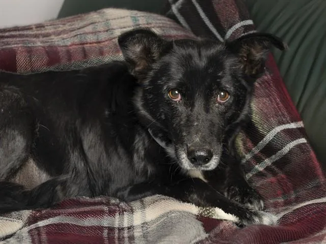 An adult medium-sized female Australian Shepherd dog named Maggie for adoption in Phoenix, AZ