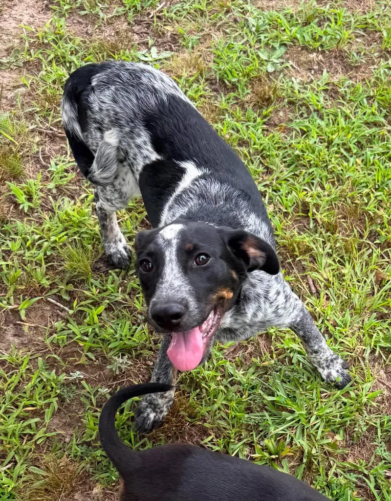 A baby medium-sized female Mixed Breed dog named Dolly for adoption in Northwood, NH