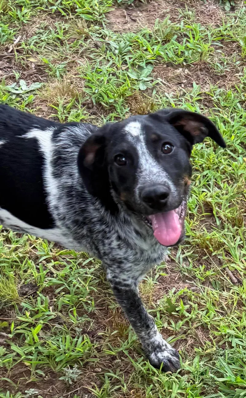 Dolly thumbnail 3