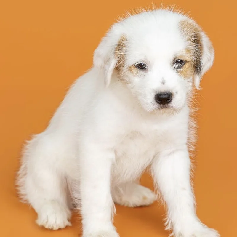 A baby small-sized female Maltese dog named Cora for adoption in Southside, TN