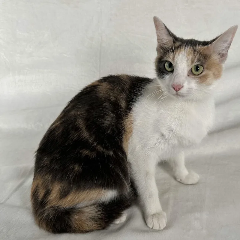 A young medium-sized female Calico Domestic Short Hair cat named Marigold for adoption in Johnson City, TN