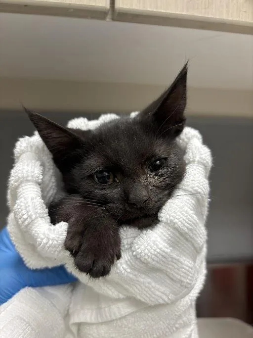 A baby small-sized female Domestic Short Hair cat named Bubbles for adoption in Las Vegas, NV