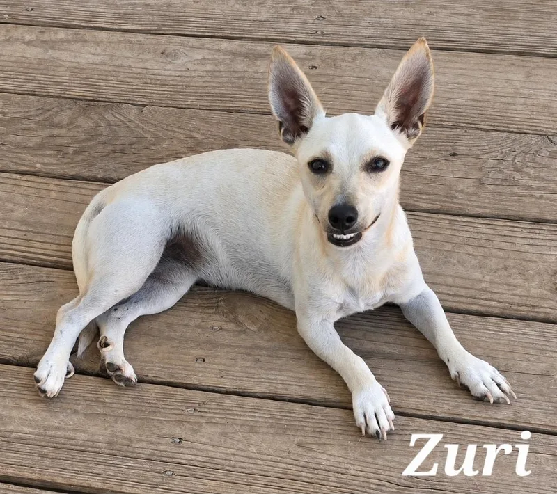 Zuri