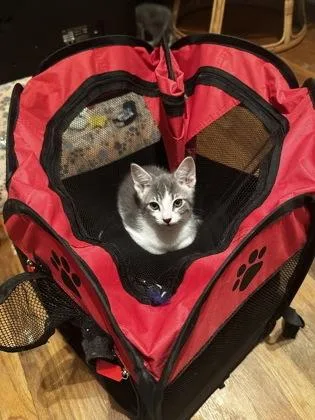 A baby small-sized male Domestic Short Hair cat named Freddy for adoption in Fort Worth, TX