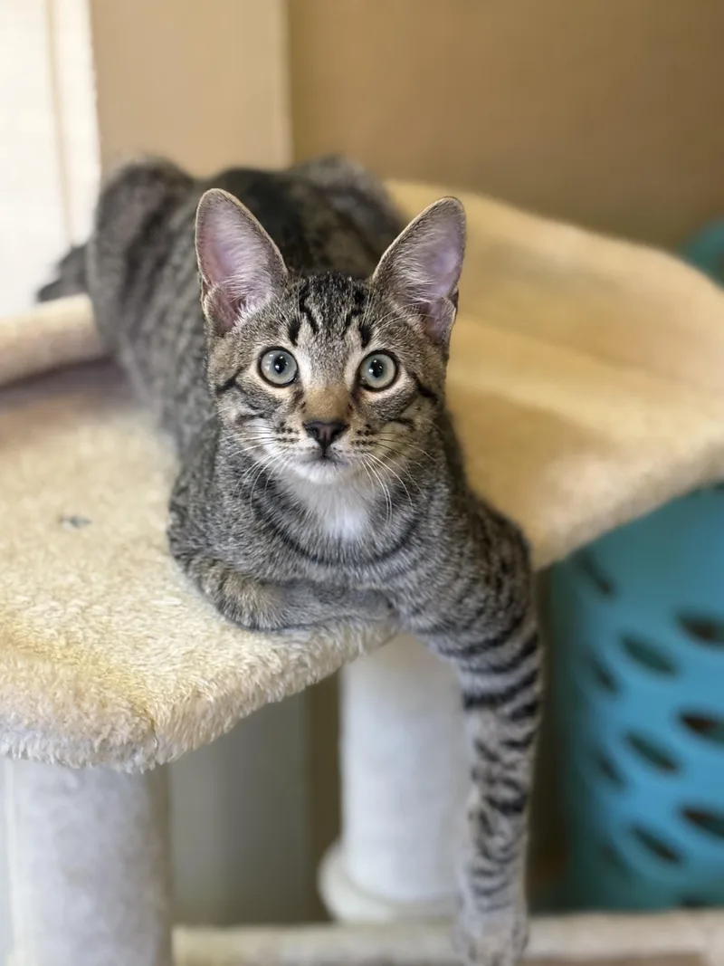 A baby small-sized male Tabby (Brown / Chocolate) Domestic Short Hair cat named Dobby for adoption in Statesboro, GA