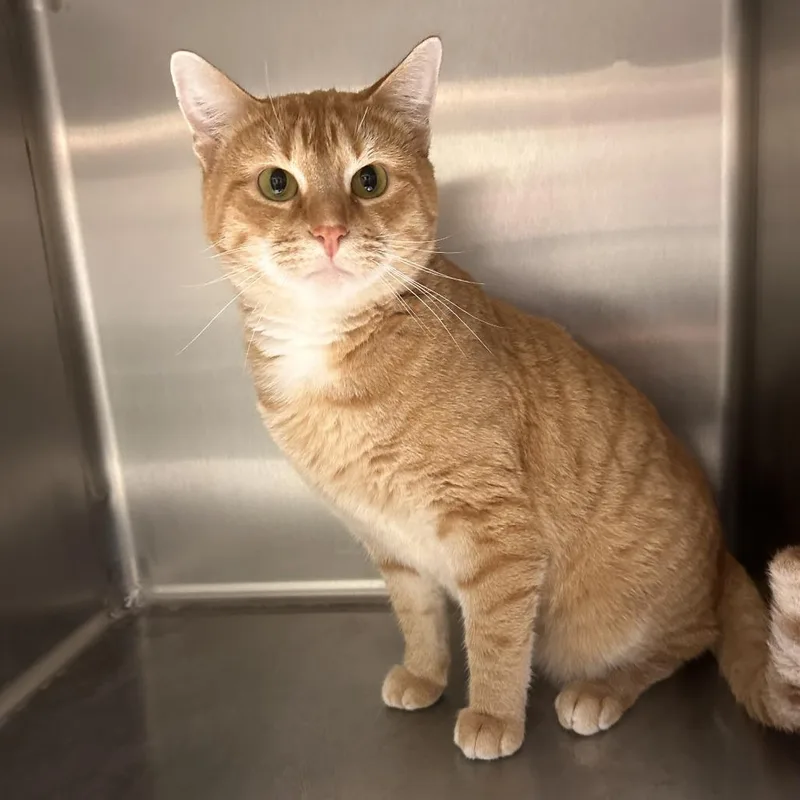 A young small-sized male Orange / Red Domestic Short Hair cat named Bates for adoption in Greensburg, PA
