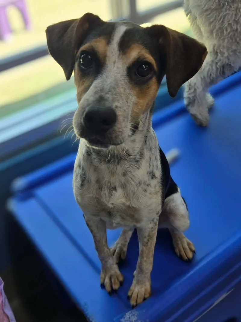 A baby medium-sized female Tricolor (Brown, Black, & White) Hound dog named Sadie for adoption in Dyer, IN