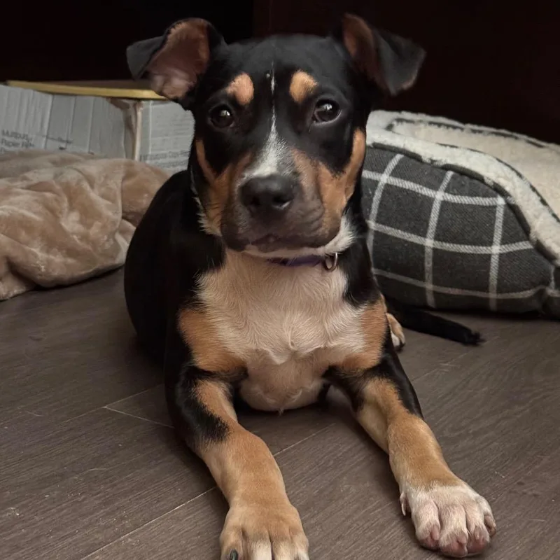 A baby medium-sized female Pit Bull Terrier dog named Emery for adoption in Lynchburg, VA