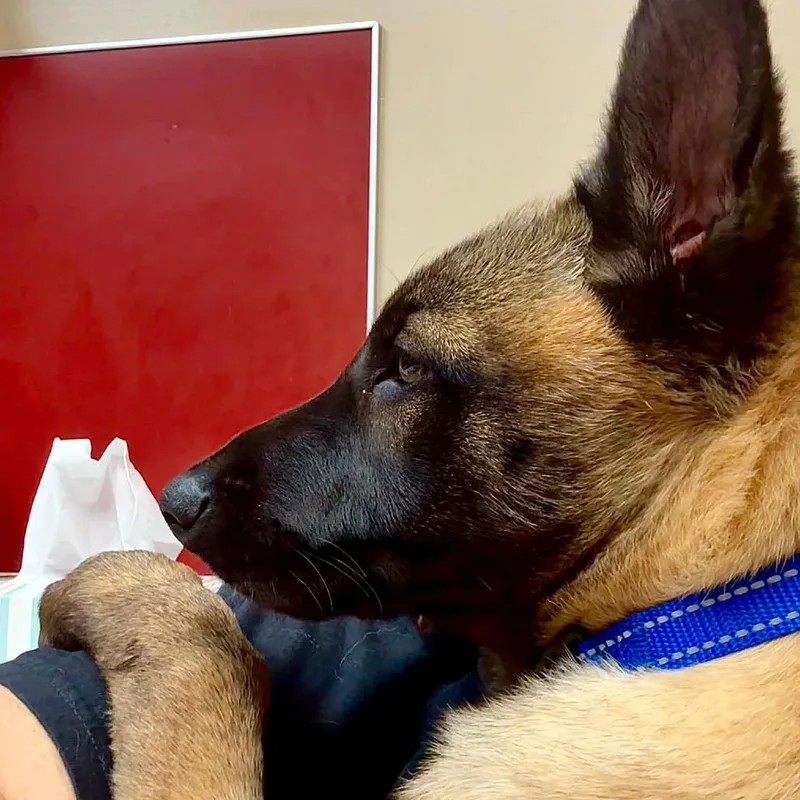 A baby small-sized male Brown / Chocolate Belgian Shepherd / Malinois dog named Whiskey for adoption in Tulsa, OK
