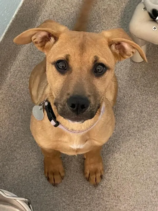 A baby medium-sized female Hound dog named Zoey for adoption in Roanoke, VA