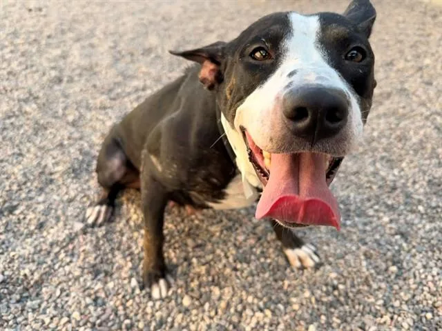 An adult large-sized female Pit Bull Terrier dog named Baby for adoption in Mesa, AZ