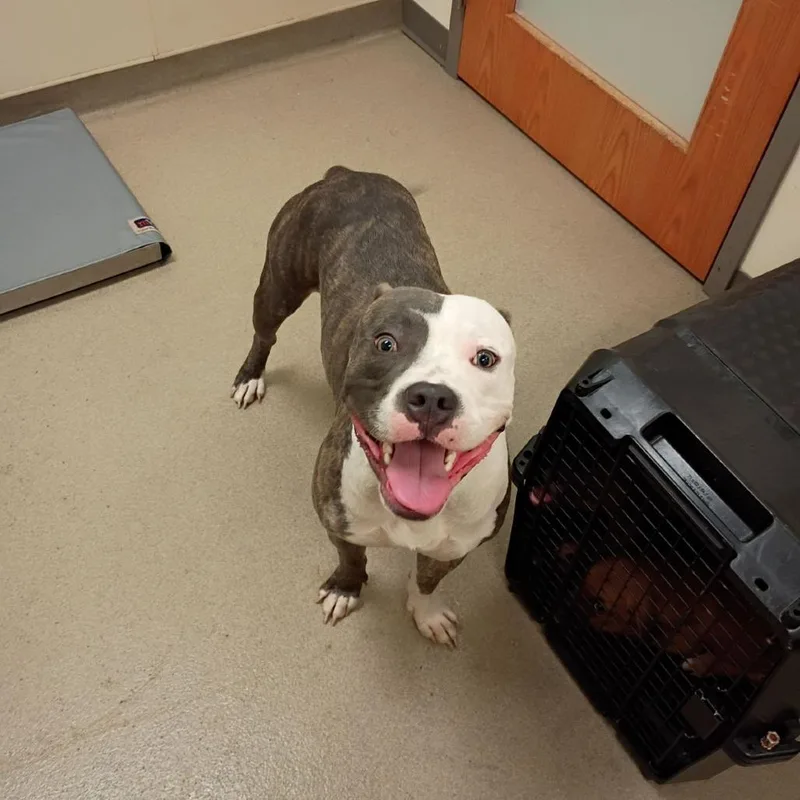 A young large-sized male White / Cream Pit Bull Terrier dog named Tyson for adoption in Lynchburg, VA