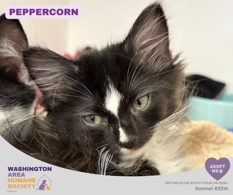 Peppercorn