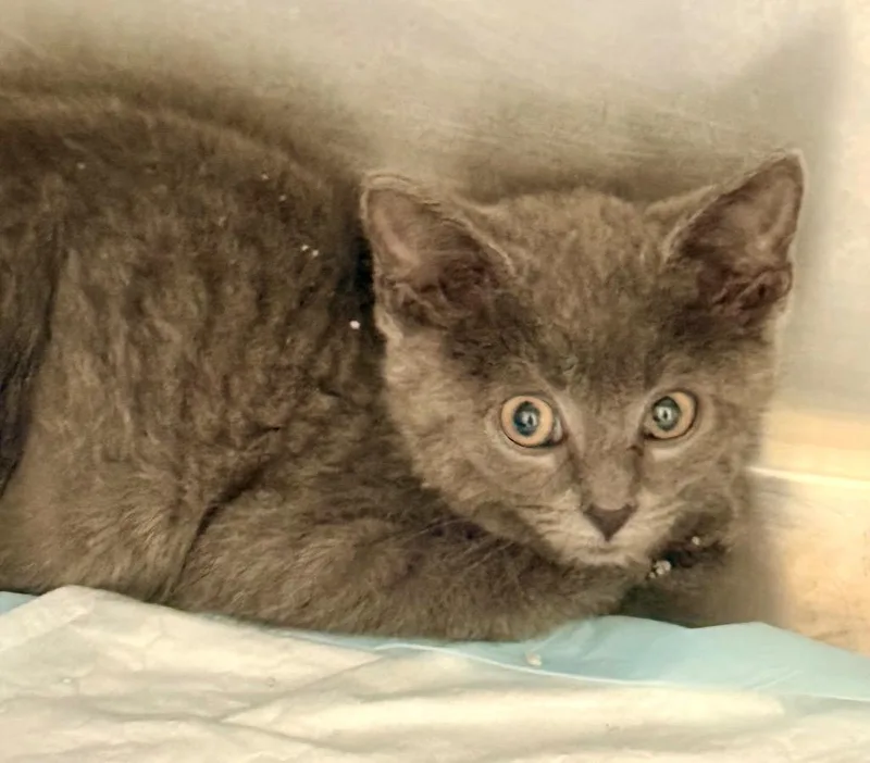 A baby medium-sized female Domestic Short Hair cat named Elsie for adoption in North Vernon, IN