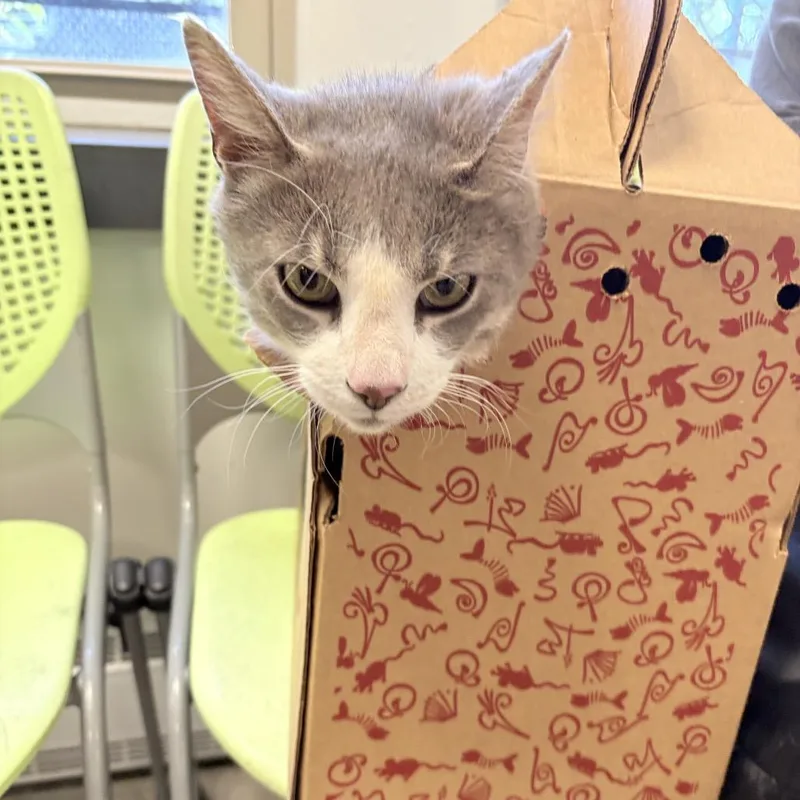 An adult large-sized male Gray / Blue / Silver Domestic Short Hair cat named Muggles for adoption in Philadelphia, PA