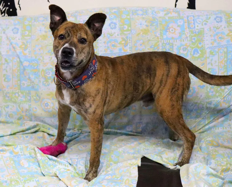 Mater Cl thumbnail 2