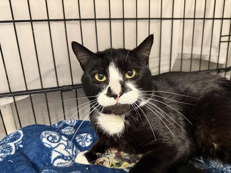 An adult medium-sized male Black & White / Tuxedo Domestic Short Hair cat named Forrest for adoption in Duxbury, MA