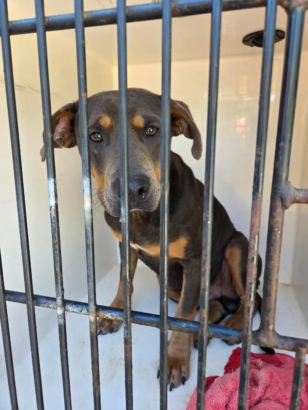 An adult medium-sized male Gray / Blue / Silver Mixed Breed dog named Bear for adoption in Mobile, AL