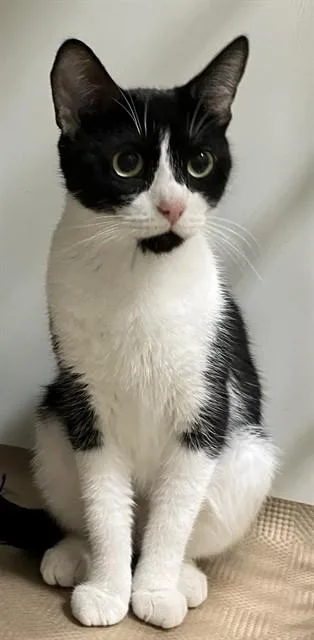 Oreo